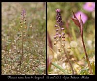 Muscari-weissii