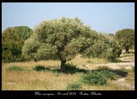 Olea-europaea