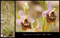 Ophrys-candica