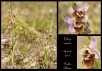 Ophrys-candica2