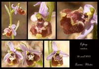 Ophrys-candica3