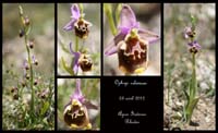 Ophrys-episcopalis2