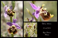 Ophrys-episcopalis3