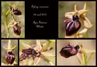 Ophrys-mammosa2