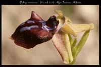 Ophrys-mammosa3