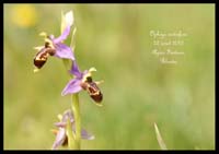 Ophrys-oestrifera