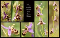 Ophrys-oestrifera2