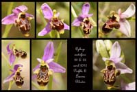 Ophrys-oestrifera3