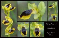 Ophrys-phryganae