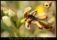 Ophrys-regis-ferdinandii5