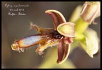 Ophrys-regis-ferdinandii6