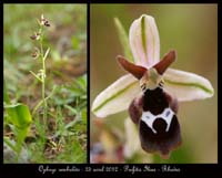 Ophrys-reinholdii