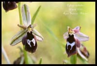 Ophrys-reinholdii3