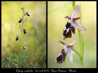 Ophrys-reinholdii4