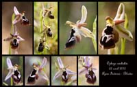 Ophrys-reinholdii5