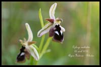 Ophrys-reinholdii6