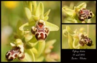 Ophrys-rhodia