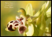 Ophrys-rhodia2