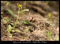 Ophrys-sicula