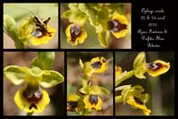 Ophrys-sicula2