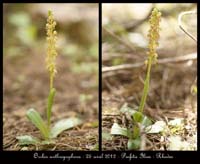 Orchis-anthropophora