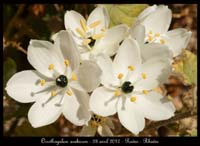 Ornithogalum-arabicum