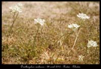 Ornithogalum-arabicum2