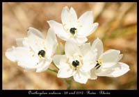 Ornithogalum-arabicum3