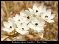 Ornithogalum-arabicum4