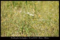 Ornithogalum-brachystylum