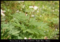 Paeonia-clusii-ssp-rhodia