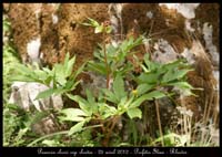 Paeonia-clusii-ssp-rhodia2