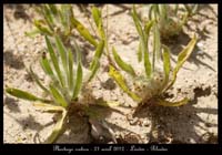 Plantago-cretica