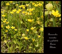 Ranunculus-muricatus