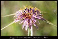 Tragopogon-porrifolius