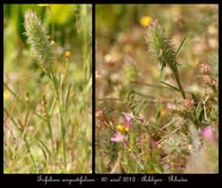 Trifolium-angustifolium