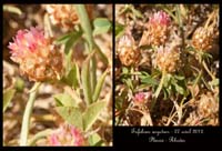 Trifolium-argutum