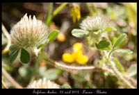 Trifolium-cherleri