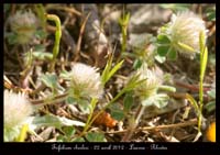 Trifolium-cherleri2