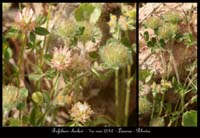 Trifolium-cherleri3