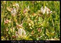 Trifolium-clypeatum