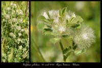 Trifolium-pillulare