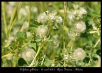 Trifolium-pillulare2