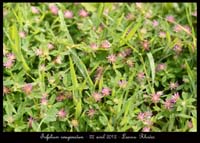 Trifolium-resupinatum2
