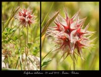 Trifolium-stellatum