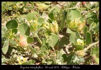 Tripodion-tetraphyllum