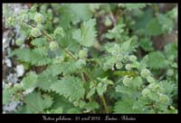 Urtica-pilularia