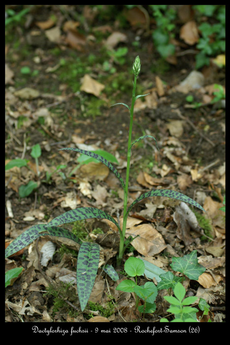 Dactylorhiza fuchsii