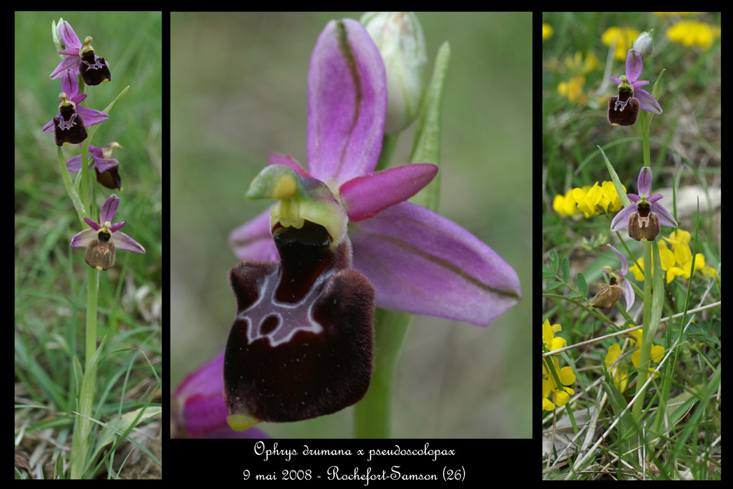 Ophrys drumana x pseudoscolopax3
