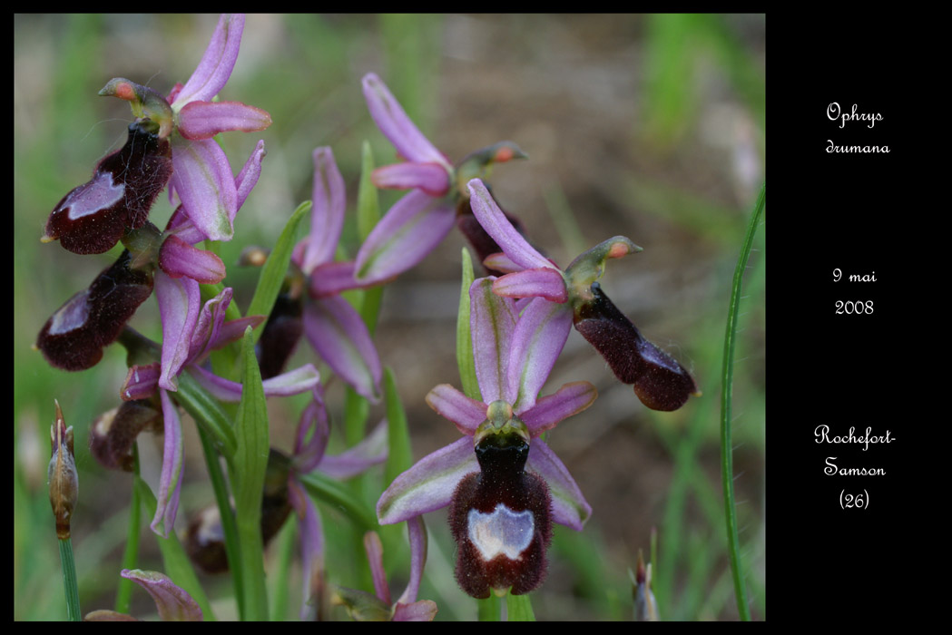 Ophrys drumana